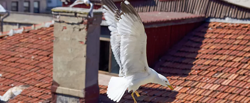 Residential Chimney Animal Removal Solution in Kansas City, MO